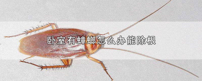 卧室有蟑螂怎么办能除根